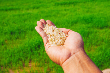 Wall Mural - thai jasmine rice