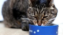 Cute Gray Tabby Cat Eats Food From A Bowl