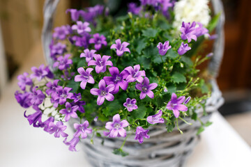 Wall Mural - Campanula persicifolia ( Bellflower peach leaves , Campanula Persian or stick Jacob), purple bell flowers in wicker basket for sale. Flower shop