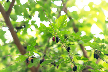 Poster - tree branch with ripe mulberries