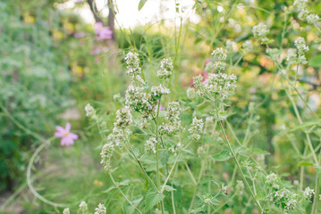 Sticker - Mentha piperita ( mint variety), a plant in the garden