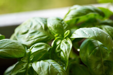 Fresh Basil Plant Growing Outdoors, Close Up