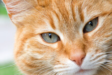 Portrait Of A Red Cat. Cat Looks At The Camera, Sly Look, Relax Lifestyle.