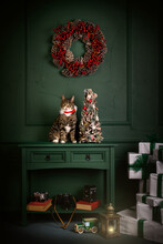 Tabby Cat Sitting On A Sideboard Next To Christmas Decorations