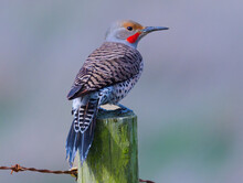 Northern Flicker Bird Perched On A Fence Post, British Columbia, Canada