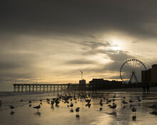 Silhouette Of Seagulls, Skywheel And Pier At Sunset, Myrtle Beach, South Carolina, USA