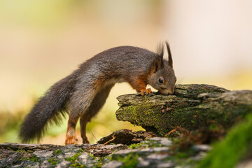 Wall Mural - Eurasian red squirrel (Sciurus vulgaris) searching for food in the forest in the Netherlands. 