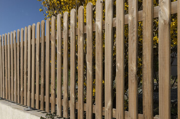 Wall Mural - Clôture en bois d'un jardin devant un forsythia en fleurs	