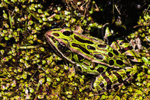 Northern Leopard Frog - Wild Life. Close-up