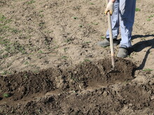 Loosening The Soil In A Garden Plot With A Hand Tool On A Sunny Day, Developing Land For Growing Vegetables In A Rural Area, A Man Works The Soil With A Chopper