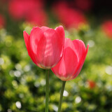 Fototapeta Tulipany - Czerwone tulipany w blasku porannego słońca.