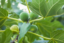 Fig Fruits Growing On A Branch  