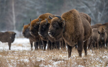 Herd Of Bison Standing In Winter Landscape, Biaowiea Forest, Poland