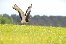 Adult Male Great Bustard In Breeding Season Taking Off From A Crop Field And Olive Trees In The Early Morning