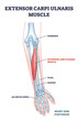 Extensor carpi ulnaris muscle for arm and hand wrist movement outline diagram. Labeled educational fusiform muscular system in lateral part of posterior forearm vector illustration. Skeletal bones.