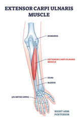 Sticker - Extensor carpi ulnaris muscle for arm and hand wrist movement outline diagram. Labeled educational fusiform muscular system in lateral part of posterior forearm vector illustration. Skeletal bones.