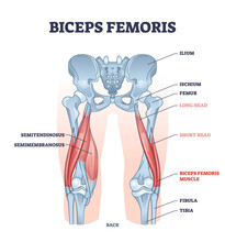 Biceps Femoris Muscle With Human Leg And Thigh Structure Outline Diagram. Labeled Educational Medical Physiology Scheme With Detailed Bone Anatomy Vector Illustration. Hamstrings Muscular System.