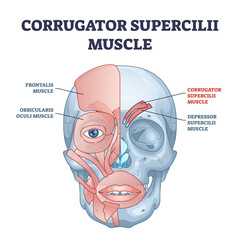 Wall Mural - Corrugator supercilii muscle anatomy for eyebrows movement outline diagram. Labeled educational face muscular system explanation with facial physiology vector illustration. Occipitofrontalis location.