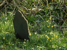 Spring Graveyard, Churchyard With Daffodils, Narcissi.
