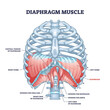Diaphragm muscle structure with transparent ribcage bones outline diagram. Labeled educational scheme with muscular system for central tendon, dome and openings for esophagus vector illustration.