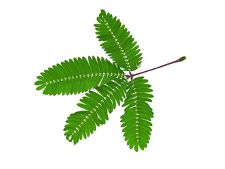 Poster - Abstract leaves of the Sensitive plant on white background.