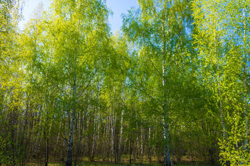  Beautiful landscape Summer birch forest on a sunny day. Birch trunks. Forests of Russia