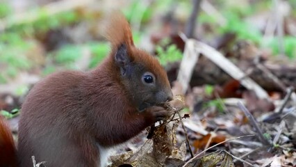 Wall Mural - Red squirrel (Sciurus vulgaris) in its natural environment