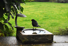 The Backside Of The Male Black Bird Stands In A Birdbath In A Green Grass Garden Blurred Background. Spring Season In The UK.