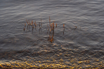 Wall Mural - Dry reeds in the water lit by evening sunlight on the river shore. Golden wave and circles on the water