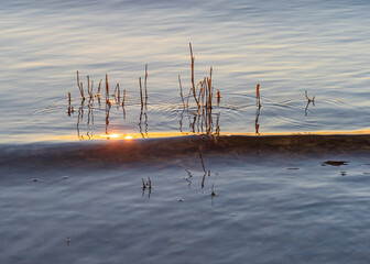 Wall Mural - Dry reeds in the water lit by evening sunlight on the river shore. Golden wave and circles on the water