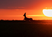 Beautiful Spring Sunset With Roe Deer Silhouette 