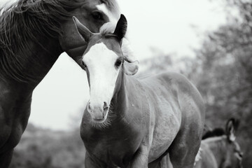  Bald face foal colt horse close up on farm or ranch in rustic black and white.