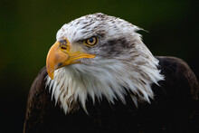 Portrait Of American Bald Eagle
