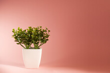 Green Plant With White Pot On A Pink Background