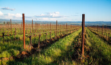 Green Grass Is Lush Between Rows Of Grapevines In Spring In An Oregon Vineyard, Tiny Leaves Sprouting On Each Pruned Vine On A Wire Trellis. 