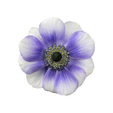 White And Purple Anemone Flower Head Isolated White Background.