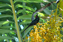 Sunny Photo Of A Beautiful Black Bird With A Red Eye In A Tree With Yellow Berries. 