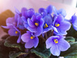 beautiful violets close-up for background and text