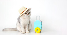 White Cat In A Hat, Sits With A Suitcase On A White Background