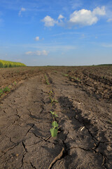 Wall Mural - Drought after flood in soy bean field with cracked land and young small damaged plants with blue sky and white clouds