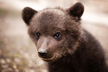 Portrait of a small, very cute and funny brown bear cub, who is looking at the camera.