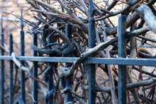 Vines Of Dry Wild Grapes Wrapped Around An Old Fence