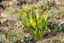 Yellow Star-of-Bethlehem Flowers Or Gagea Lutea On A Green Meadow, Sunlight
