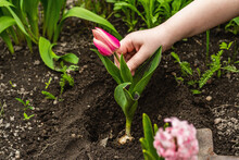 Gardening Conceptual Background. Children's Hands Planting Pink Tulip In To The Soil. Spring Season