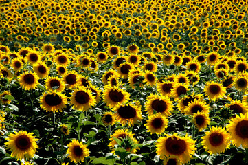 campo repleto nde girasoles amarillos