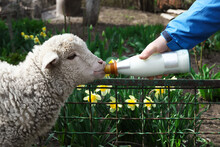 Man Feeding Lamb With Milk In Farmyard, Closeup