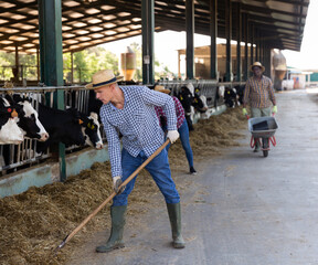 Wall Mural - Portrait of focused busy man working in cowshed, preparing hay for cows in livestock stall