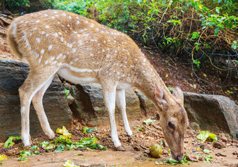 Wall Mural - Spotted deer