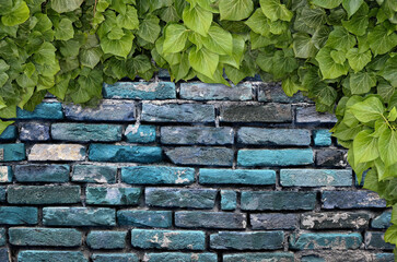 Poster - Old Texture brick wall, background, detailed pattern covered in ivy