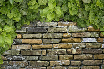 Poster - Old Texture brick wall, background, detailed pattern covered in ivy